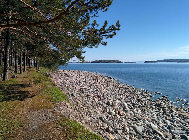 A pebble shore under tall pines